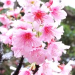 淡いピンク色。どちらかというと、こっちの方が好きかな。