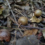 台風で落ち積もった葉に埋もれたナシカズラ