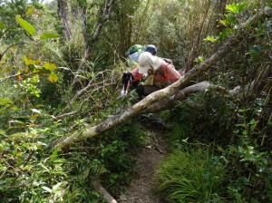 yambaru tour 沖縄本島の“最高峰をめざす”やんばるの森遊歩ツアー
