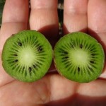 食感と香りはキウイフルーツ。でも酸っぱい！