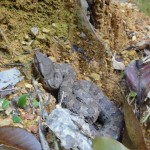 himehabu ツアー中に遭遇したヒメハブ(やんばるの森遊歩ツアー:沖縄自然ツーリスト)