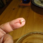 不妊化され沖縄中に散布されている人工ウリミバエ