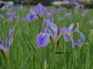 菖蒲（しょうぶ）、アイリス、…の仲間オクラレルカ。思わず、ダジャレが出てきそうな名前！