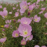 ヒルザキツキミソウ（アカバナ科）