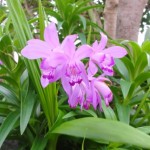 国頭村の山あいの人家の庭先で咲いていたシラン