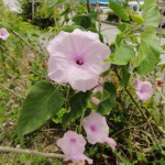 コダチアサガオ　最近見た気になる木