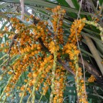 沖縄の言葉でマーニ。和名クロツグというヤシの仲間