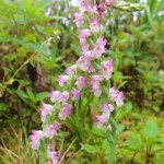 二つの株が抱き合い捻じれて咲くとちょっと盛った感じで、いいね！