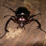 ヤンバルテナガコガネ ヤンバルテナガコガネ