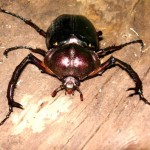 ﾔﾝﾊﾞﾙﾃﾅｶﾞｺｶﾞﾈ