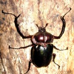 ﾔﾝﾊﾞﾙﾃﾅｶﾞｺｶﾞﾈ