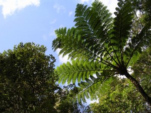 やんばる 沖縄本島の“最高峰をめざす”やんばるの森遊歩ツアー