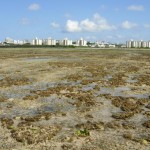 広大な浦添市西海岸の礁池干潟。多様な生き物がつくる生態系が維持されている。奥に見えるのはキャンプキンザー内の高級マンション型米軍住宅。