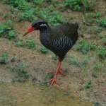 ヤンバルクイナ