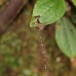 ヤンバルトゲオトンボ