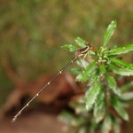 ヤンバルトゲオトンボ（♂）