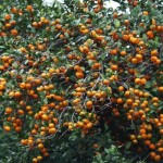 ドッサリ、幹も折れそお～