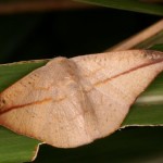 アカウラカギバ アカウラカギバ