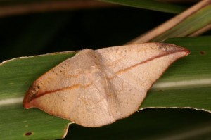 アカウラカギバ