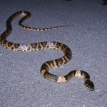 pict-e382a2e382abe3839ee382bf