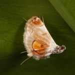 アカモンヒゲナガノメイガ アカモンヒゲナガノメイガ