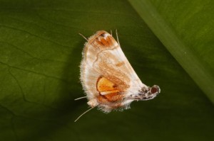 アカモンヒゲナガノメイガ