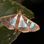 アコウノメイガ アコウノメイガ