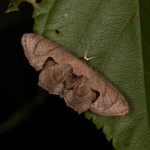 アマミマルバネフタオ アマミマルバネフタオ