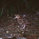 アマミヤマシギ アマミヤマシギ ¥10000