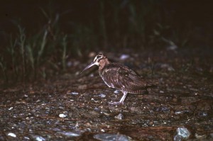 アマミヤマシギ　￥１００００