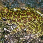 イシカワガエル