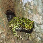 イシカワガエル