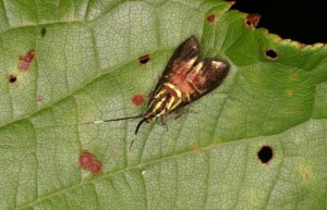 イヌビワオオハマキモドキ