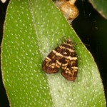 イヌビワハマキモドキ イヌビワハマキモドキ