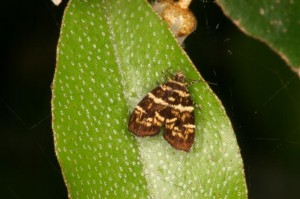 イヌビワハマキモドキ