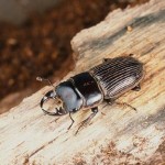 イヘヤネブトクワガタ