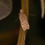 イモキバガ イモキバガ