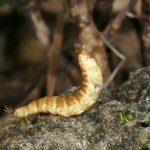 ｲﾘｵﾓﾃﾎﾞﾀﾙ（♀）