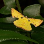 ウコンエダシャク ウコンエダシャク