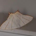 ウスキツバメエダシャク ウスキツバメエダシャク