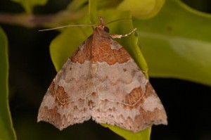 ウスベニツマキリアツバ