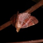 ウスベニトガリメイガ ウスベニトガリメイガ