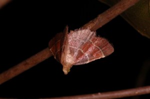 ウスベニトガリメイガ