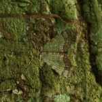 ウスミドリナミシャク ウスミドリナミシャク