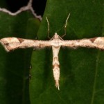 エゾギクトリバ エゾギクトリバ