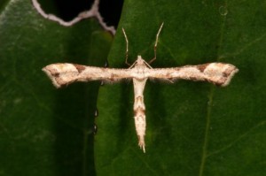 エゾギクトリバ