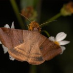 オオウンモンクチバ オオウンモンクチバ