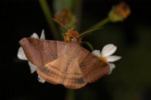 オオウンモンクチバ