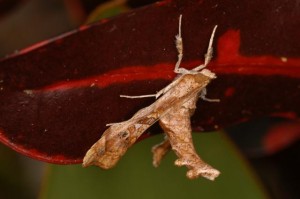 オオエグリノメイガ