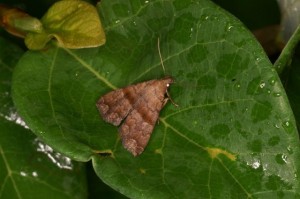 オオシラナミアツバ